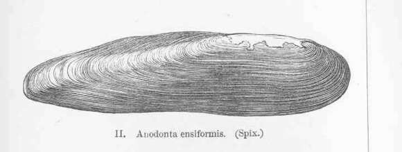 Unionidae resmi