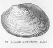 Слика од Unionidae