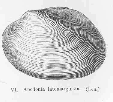 Слика од Unionidae