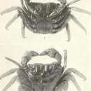 Image of Mangrove Tree Crab