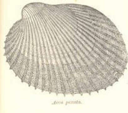 Image de Arcidae Lamarck 1809