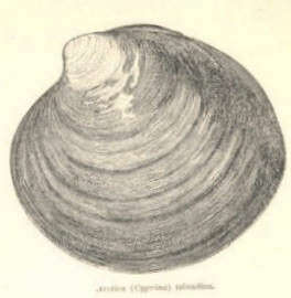Image of Arctica Schumacher 1817