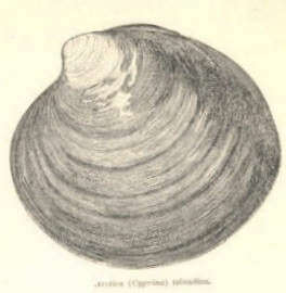 Image de Arcticoidea Newton 1891