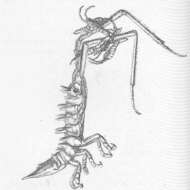 Image of Arcturidae Dana 1849