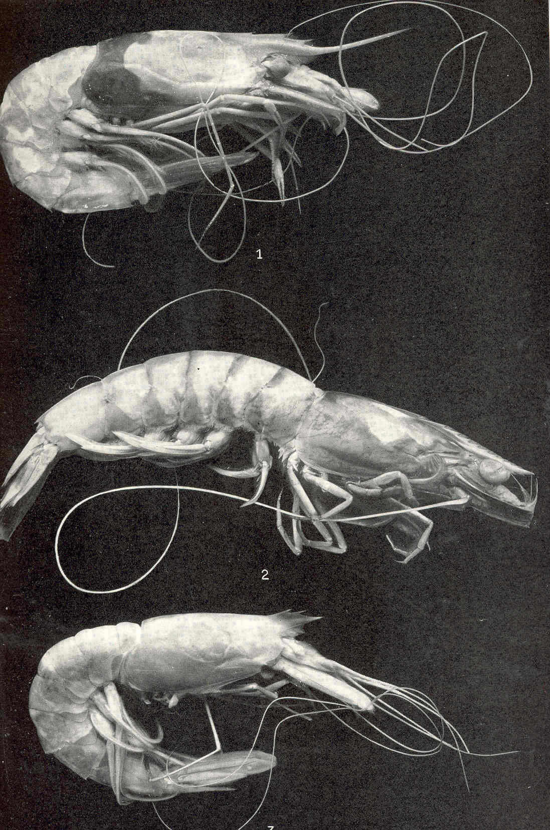 Image of aristeid shrimp