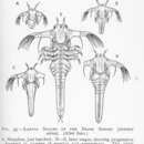 Imagem de Artemia salina (Linnaeus 1758)