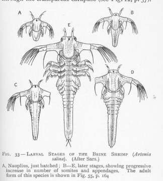 صورة Artemiidae