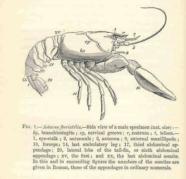 Image of freshwater crayfishes