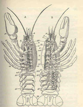 Image of freshwater crayfishes