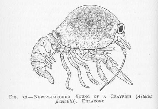 Image of freshwater crayfishes