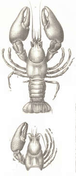 Image of freshwater crayfishes