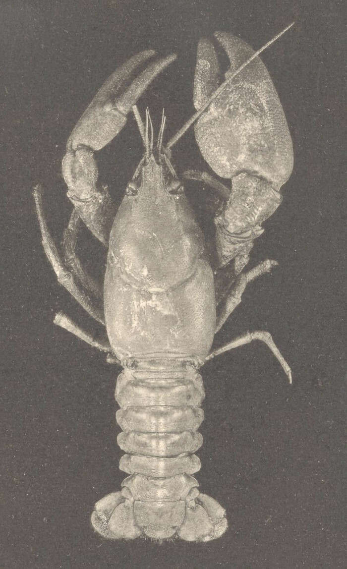 Image of crayfishes