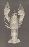 Image of freshwater crayfishes