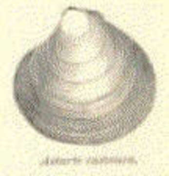 Image of Astartidae d'Orbigny 1844