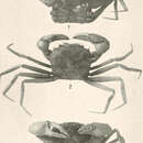 Image of Bathyplax typhla A. Milne-Edwards 1880