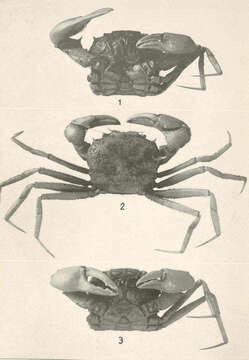 Image of Bathyplax A. Milne-Edwards 1880