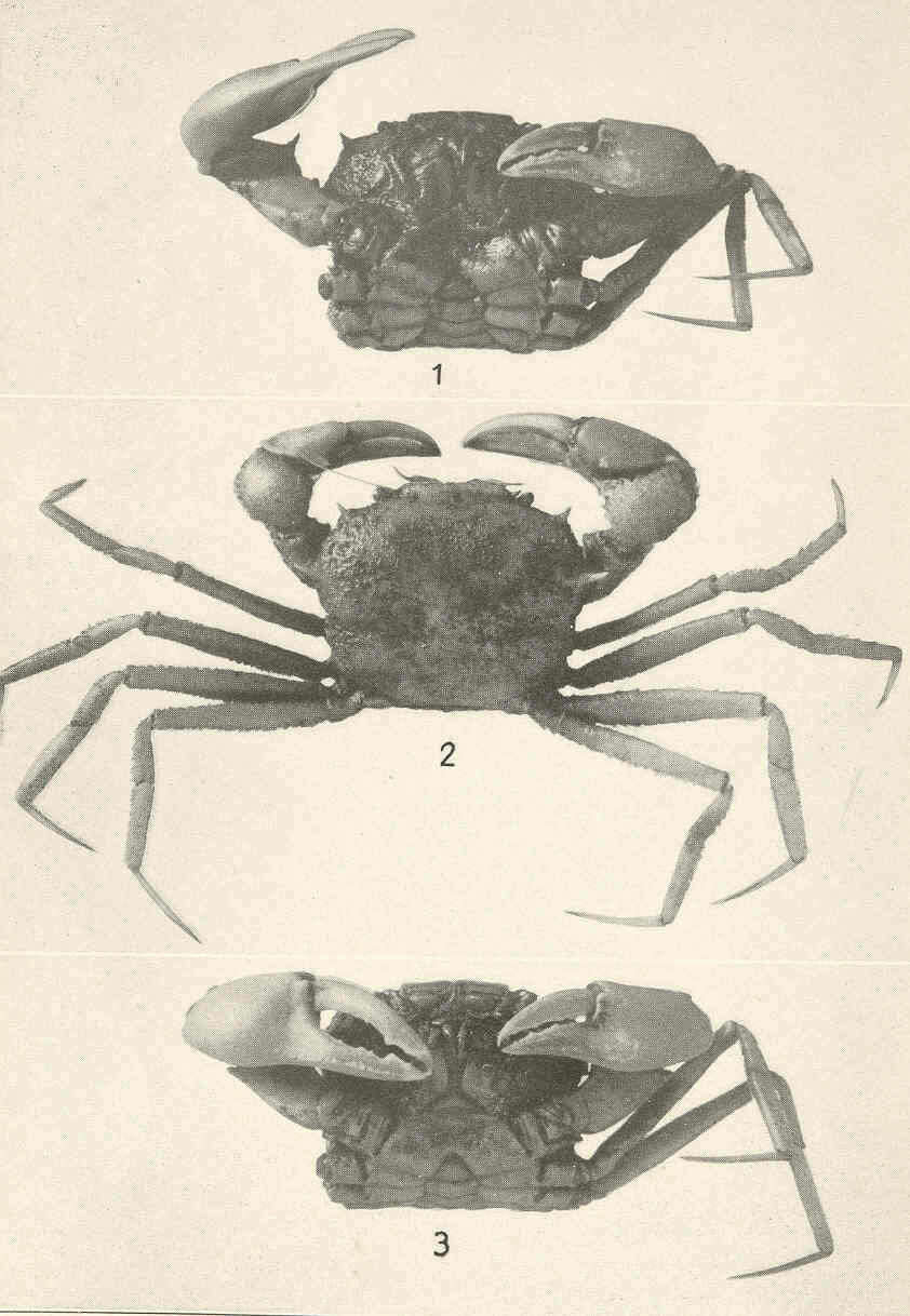 Слика од Goneplacoidea MacLeay 1838