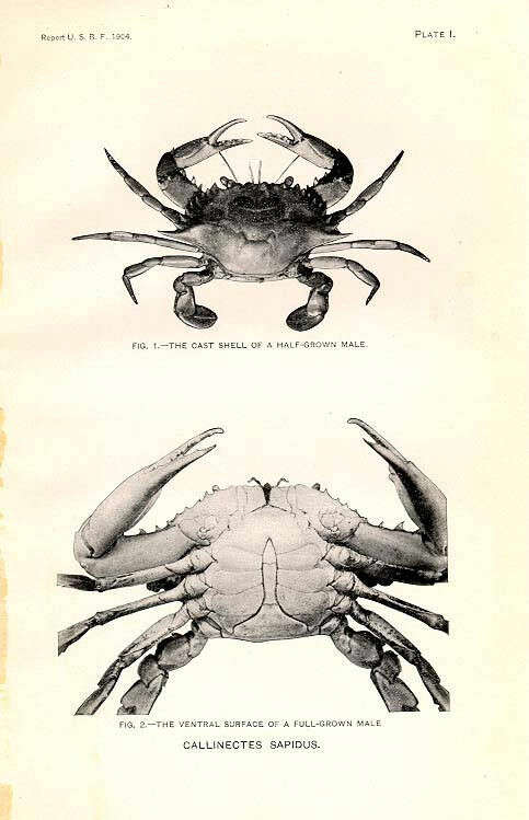 Image of Portunoidea Rafinesque 1815