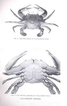 Image of Callinectes Stimpson 1860