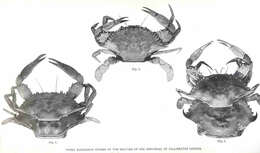 Image of Callinectes Stimpson 1860