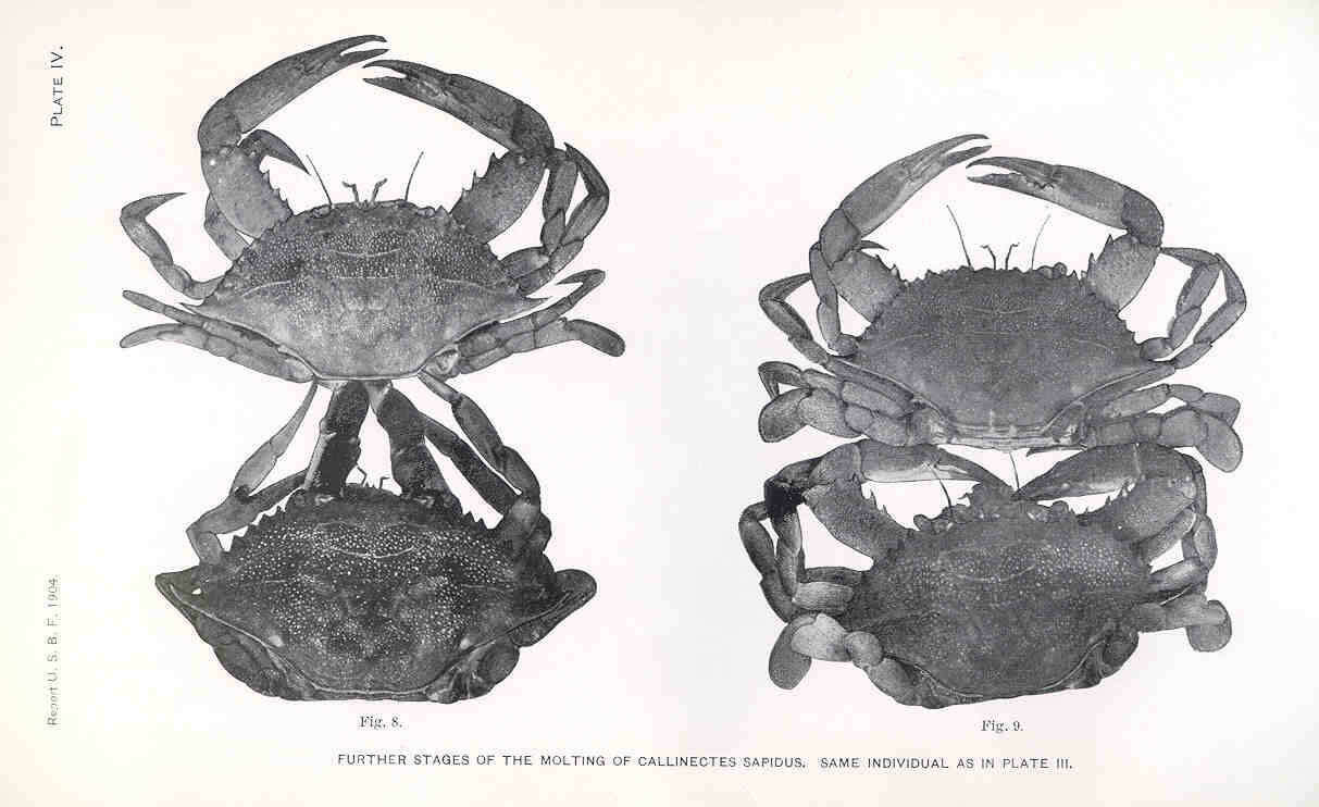 Image of Callinectes Stimpson 1860