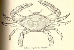 Image of Callinectes Stimpson 1860