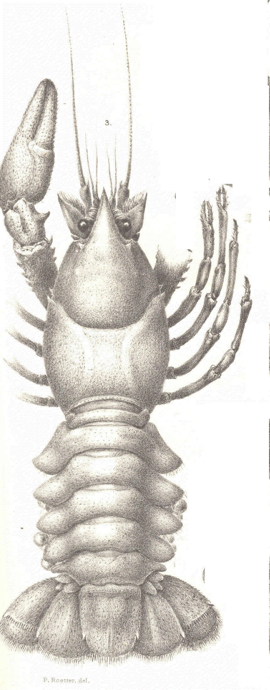 Image of Cambaroides Faxon 1884