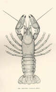 Image of Astacoidea Latreille 1802