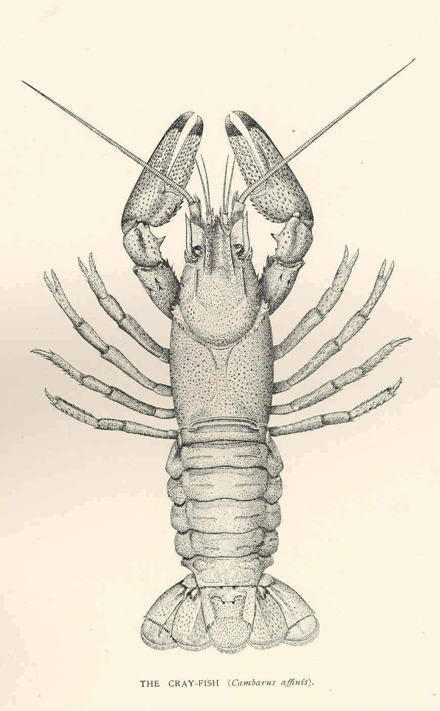 Image of Orconectes Cope 1872