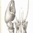 Image of Cambarus Erichson 1846