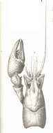 Image of crayfishes