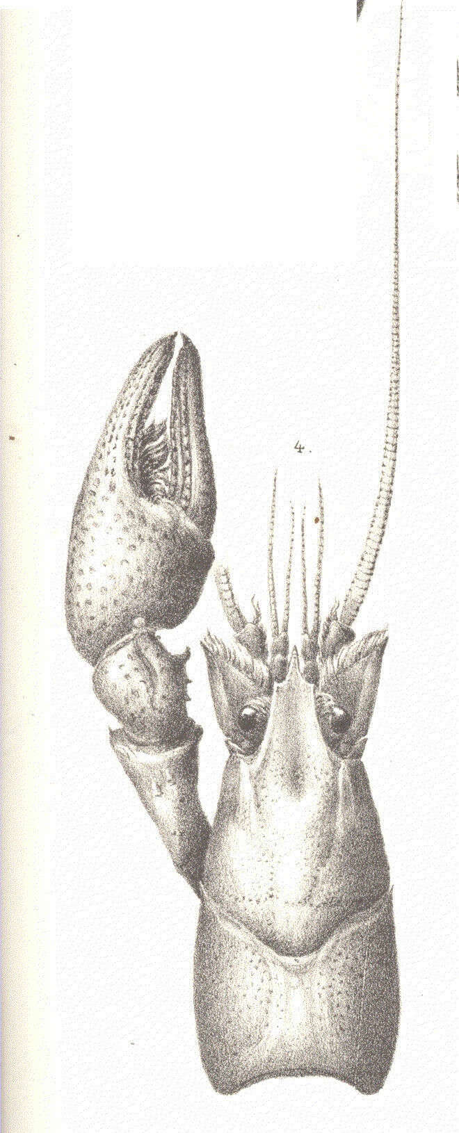 Imagem de Astacoidea Latreille 1802