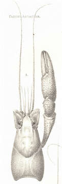 Imagem de Astacoidea Latreille 1802