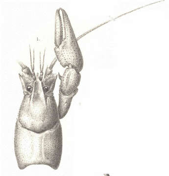 Imagem de Astacoidea Latreille 1802