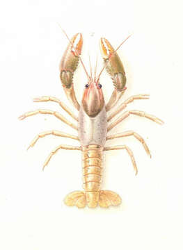 Image of Crayfishes