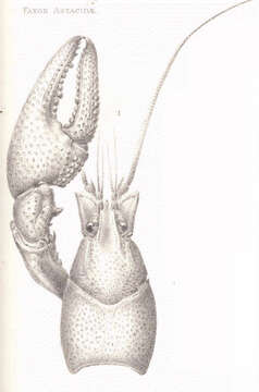 Imagem de Astacoidea Latreille 1802