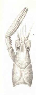 Image of Crayfishes