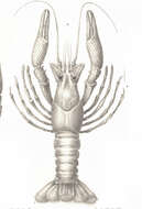Image of Crayfishes