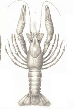 Image of Crayfishes