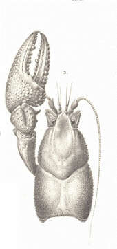 Image of Crayfishes