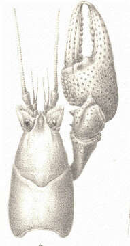 Imagem de Astacoidea Latreille 1802