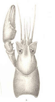 Image of Crayfishes