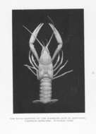 Image of Crayfishes