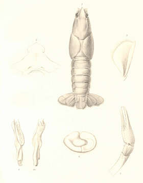 Imagem de Astacoidea Latreille 1802