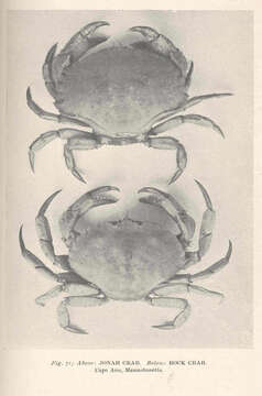 Image of crab