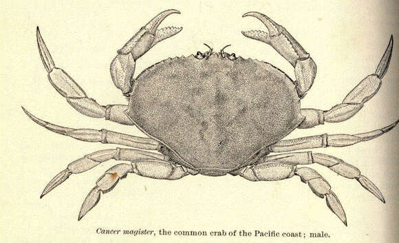 Image of Metacarcinus