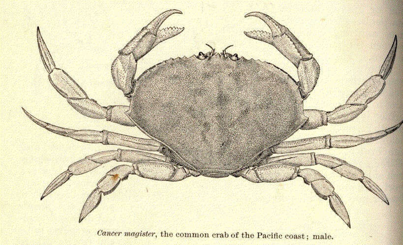 صورة Cancridae Latreille 1802