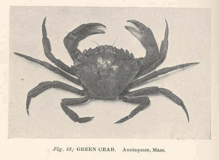 Image de Carcinidae MacLeay 1838
