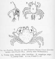 Image de Carcinidae MacLeay 1838