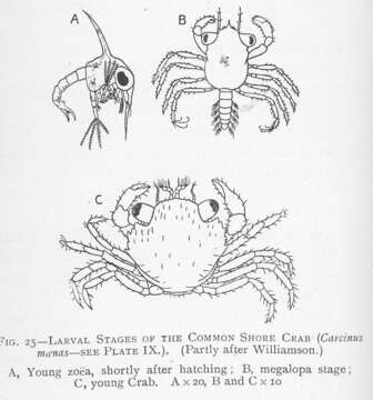 Image of Carcinus Leach 1814